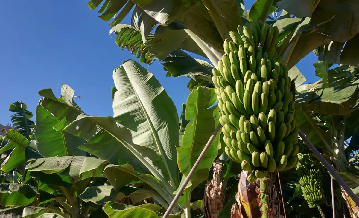 Green bananas are a good source of fiber and essential nutrients for overall health.