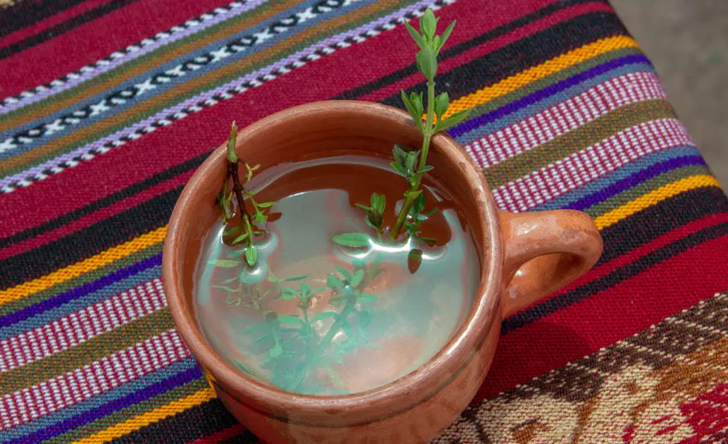 Herbal tea made from muña.