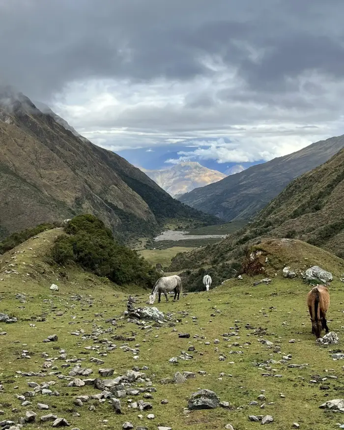 Caballos pastando en el camino hacia la laguna Humantay