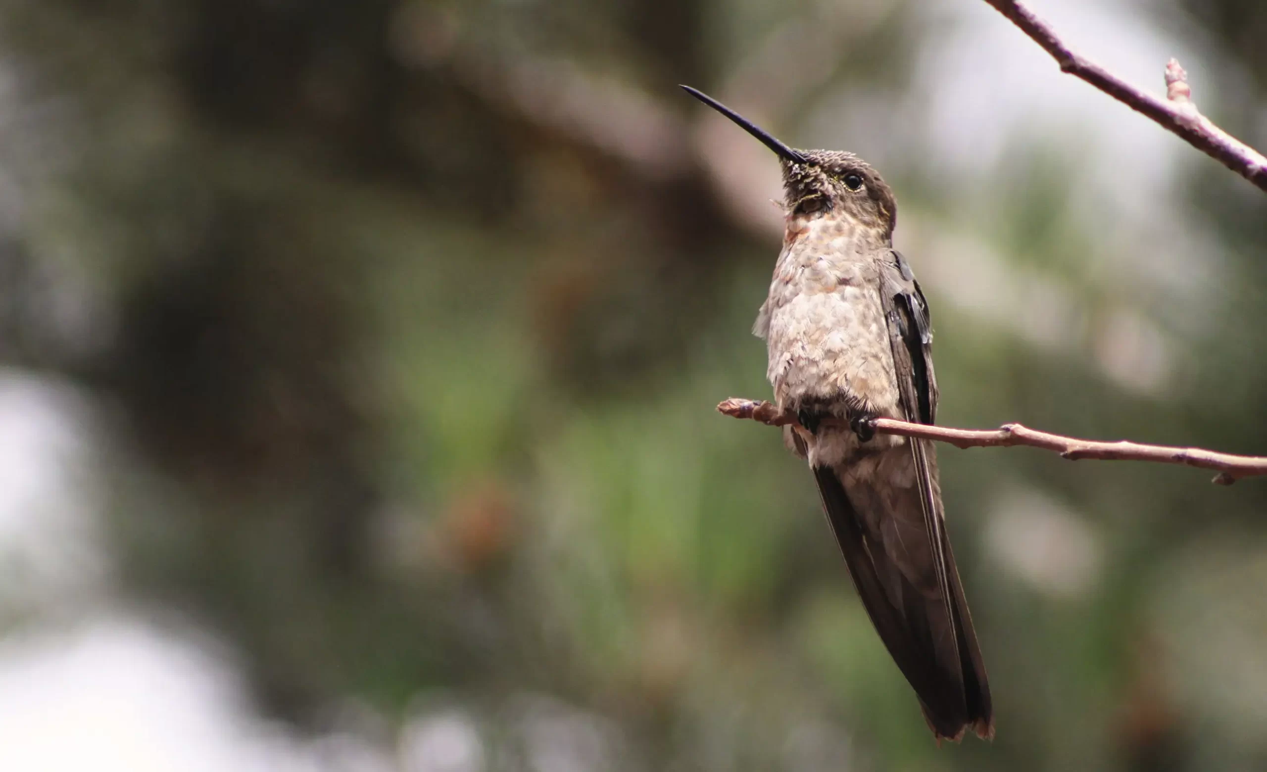 Hummingbird perched near flowers in a green forest setting