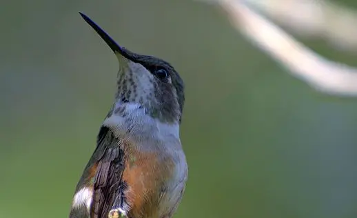 Hummingbird hovering near flowers in an Andean environment