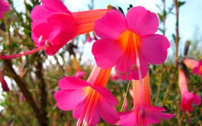 Flor de Kantu: naturaleza sagrada y espiritualidad inca