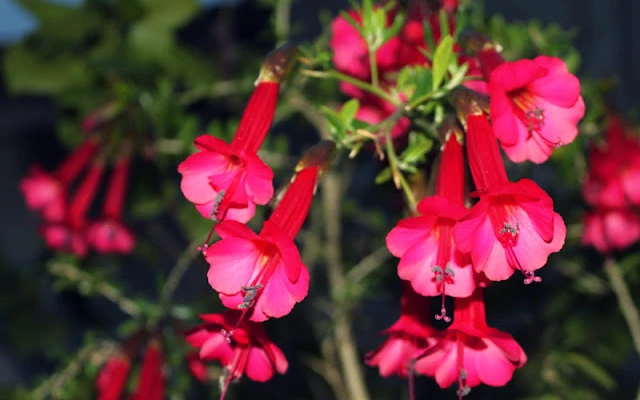 Flor de Kantu: naturaleza sagrada y espiritualidad inca