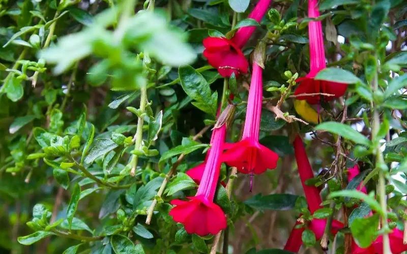 Flor de Kantu: naturaleza sagrada y espiritualidad inca