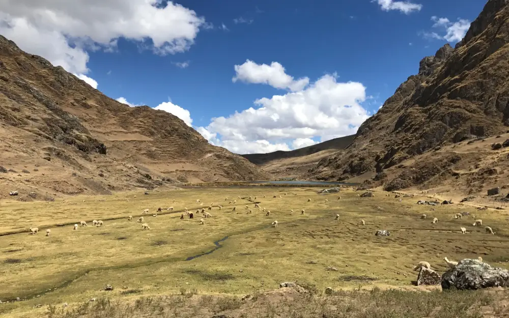 Landscape with sheep grazing near Kinsa Cocha lagoon.
