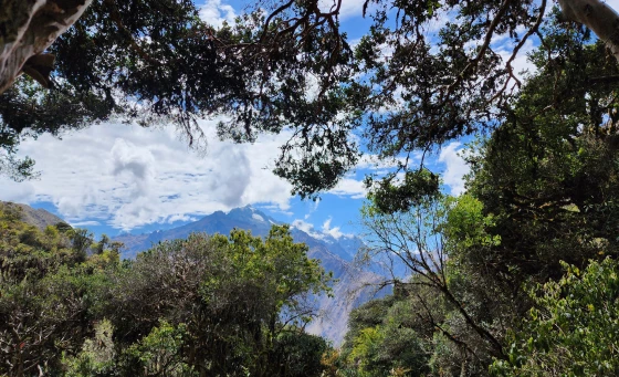 Inca Trail landscapes with Andean mountains covered in vegetation.