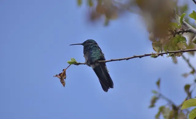 Small blue bird perched on a branch near Machu Picchu cloud forest
