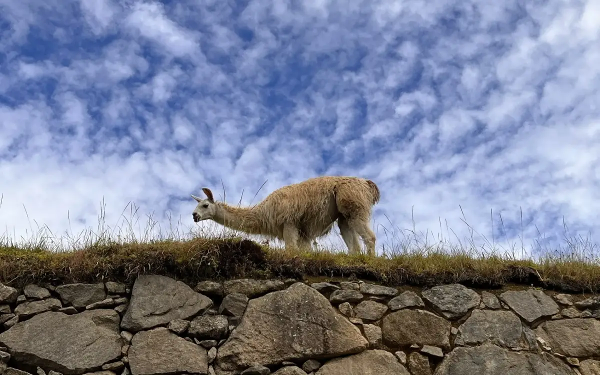 Llama pastando en un rincón de Machu Picchu