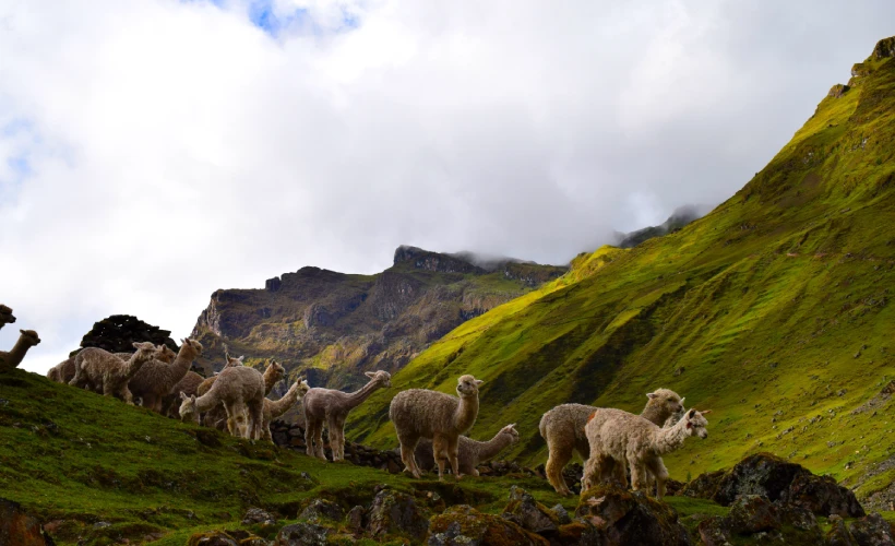 Llamas encontradas en la caminata a Lares. Treks bajo el principio del ayni.