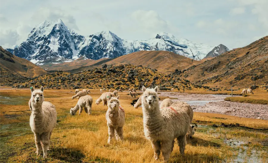 Llamas pastando en el valle de Ausangate