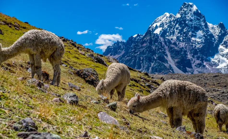 Llamas pastando cerca de la montaña Ausangate.