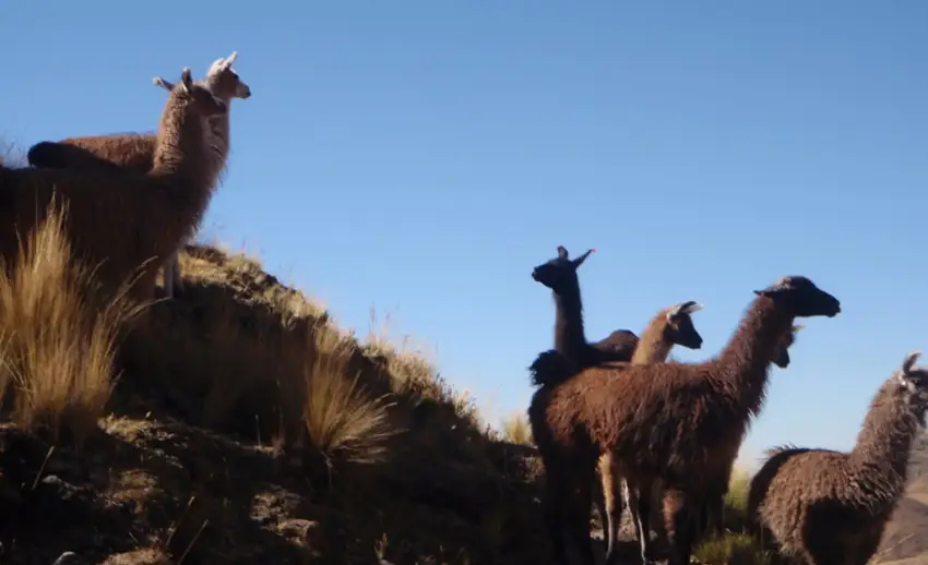 Llamas in the middle of the Huchuy Qosqo route