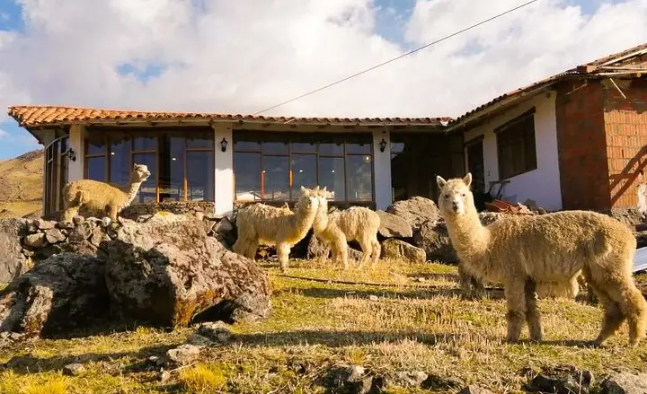 Llamas pastando cerca de una casa en Pacchanta.