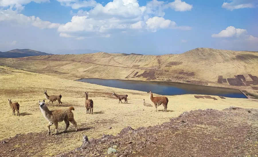Llamas on the road to Huchuy Qosqo