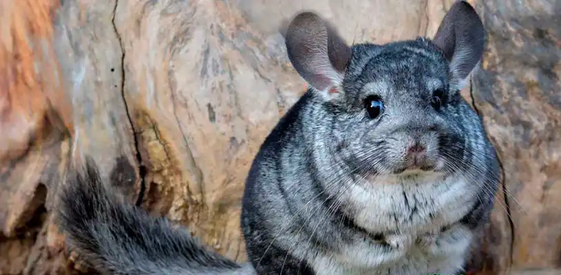 The chinchilla is a small animal characterized by its soft and dense fur.