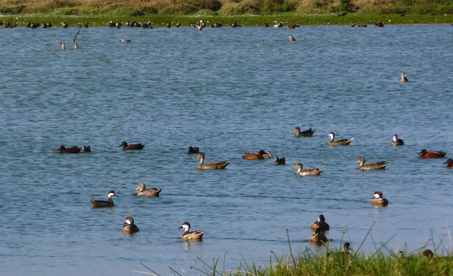 Lagunas de Mejia con muchos patos nadando en uno de sus lagos.