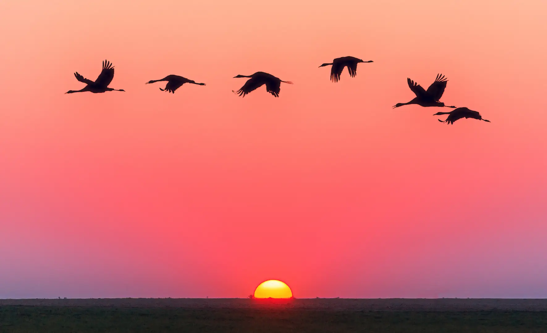 Aves migratorias volando en un cielo rosado