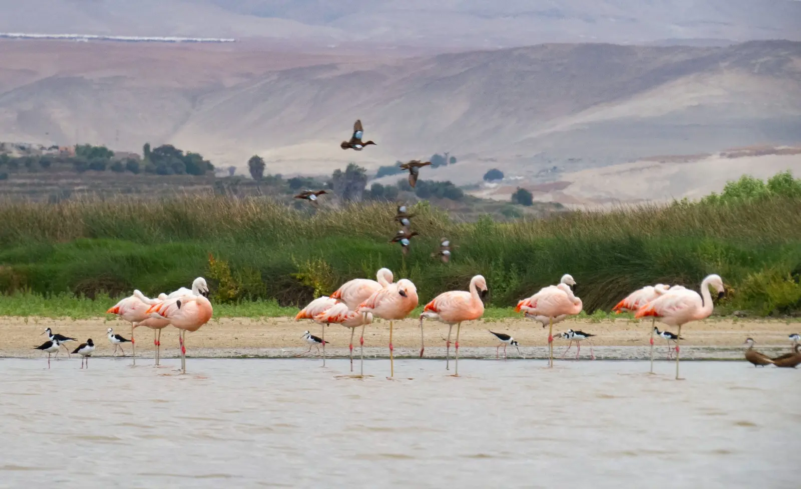 Aves migratorias en las lagunas de Mejia