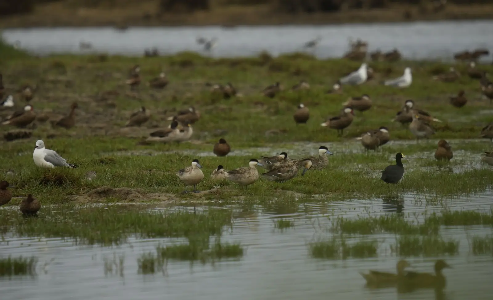 Aves migratorias en las lagunas de Mejia