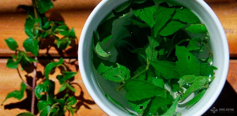 La muña es una plata medicinal y aromática.