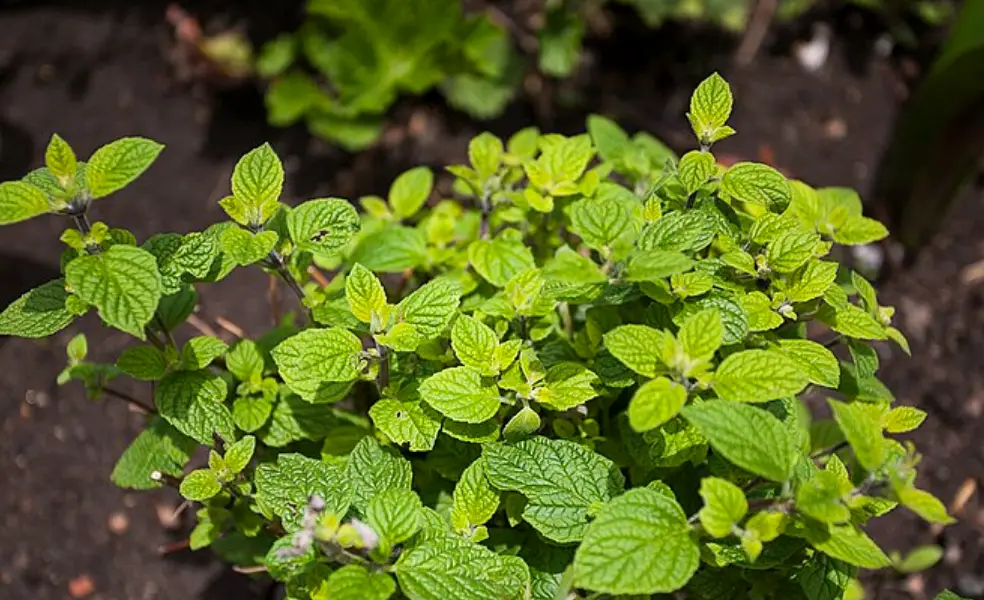 Muña: Peruvian medicinal plant that relieves gastritis