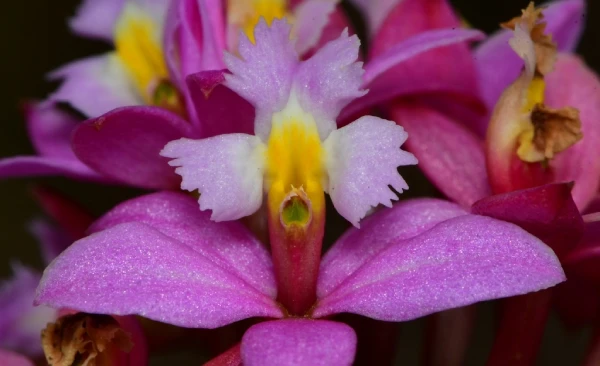 Orquídeas en Machu Picchu, Epidendrum secundum (Wiñay Wayna)