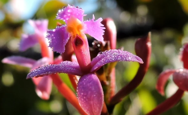 Orquídeas en Machu Picchu, Epidendrum secundum (Wiñay Wayna)