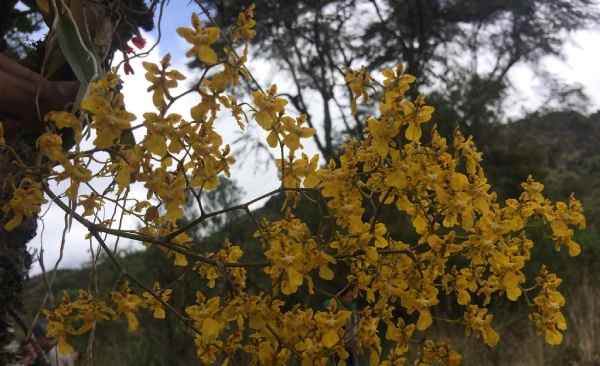 Orquídeas de Machu Picchu.