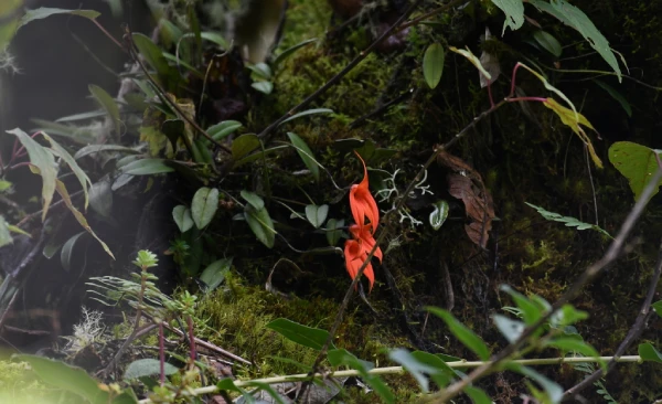 Orquídeas en Machu Picchu, Masdevallia veitchiana (Waqanki)