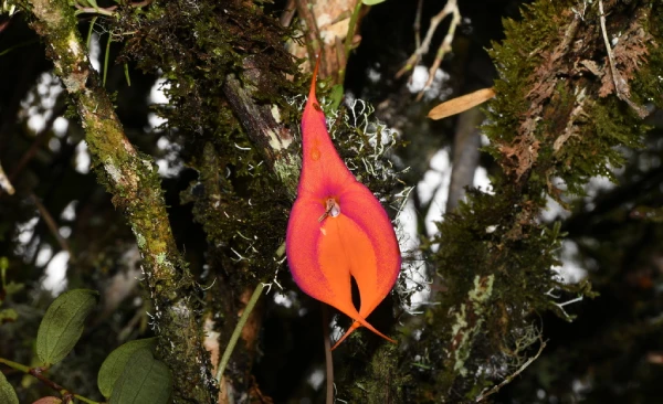 Orquídeas en Machu Picchu, Masdevallia veitchiana (Waqanki)