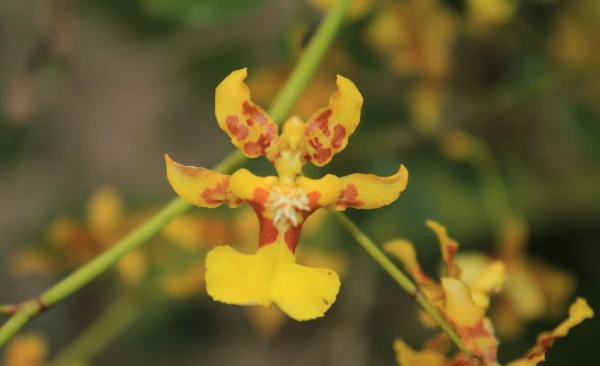 Orquídeas en Machu Picchu, Oncidium nebulosum (Danzarina Amarilla)