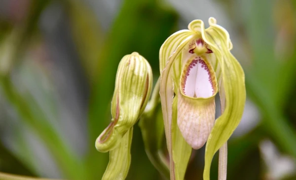 Orquídeas en Machu Picchu, Phragmipedium caudatum (Zapatito de dama)