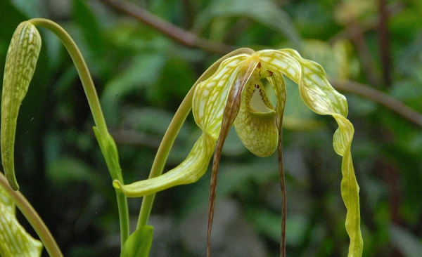 Orquídeas en Machu Picchu, Phragmipedium caudatum (Zapatito de dama)