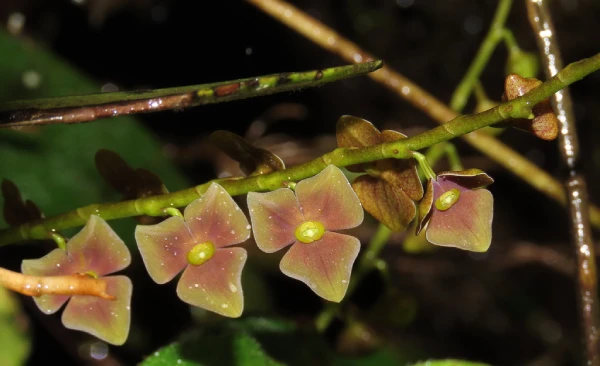 Orquídeas en Machu Picchu, Stelis superbiens (Stelis de racimo denso)