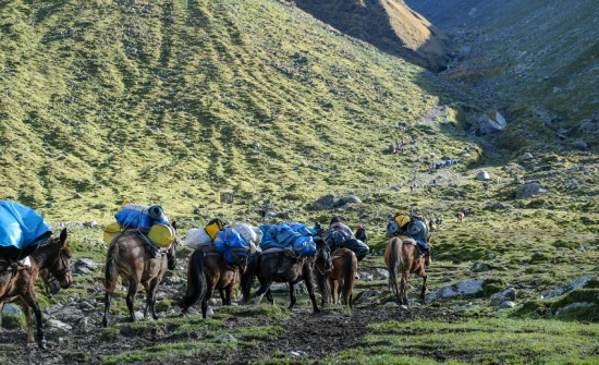 Animales de carga en la ruta de senderismo Salkantay. Salkantay trek con niños.