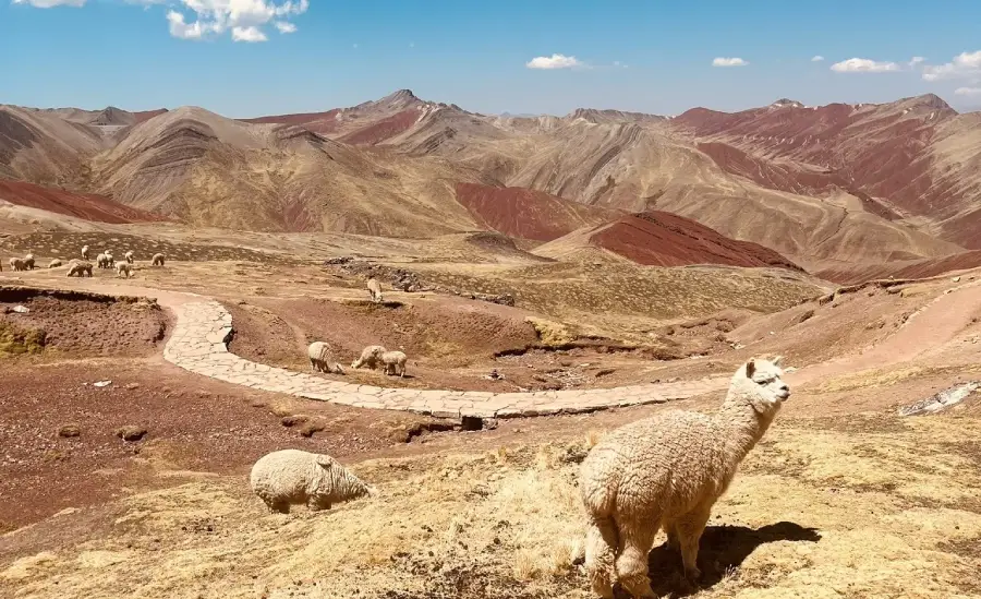 Montaña Palccoyo con muchas alpacas pastando
