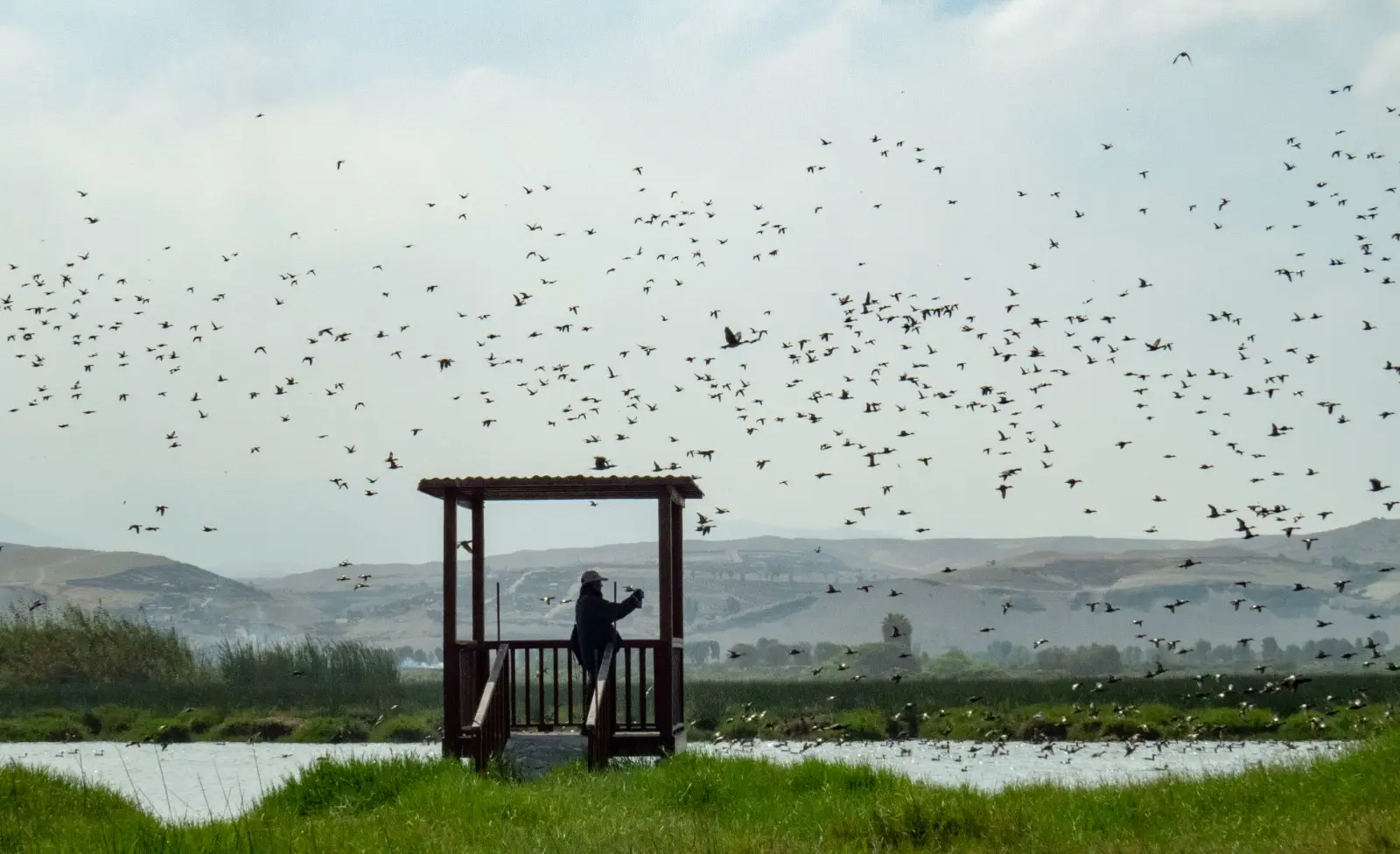 Persona observando el vuelo de las aves en las lagunas de Mejia.