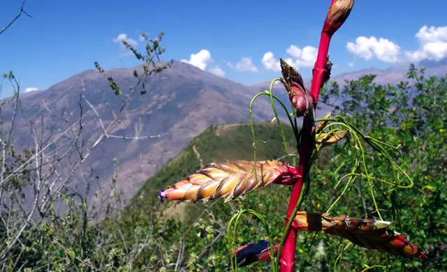 Planta de tallo rosado en el camino a Choquequirao