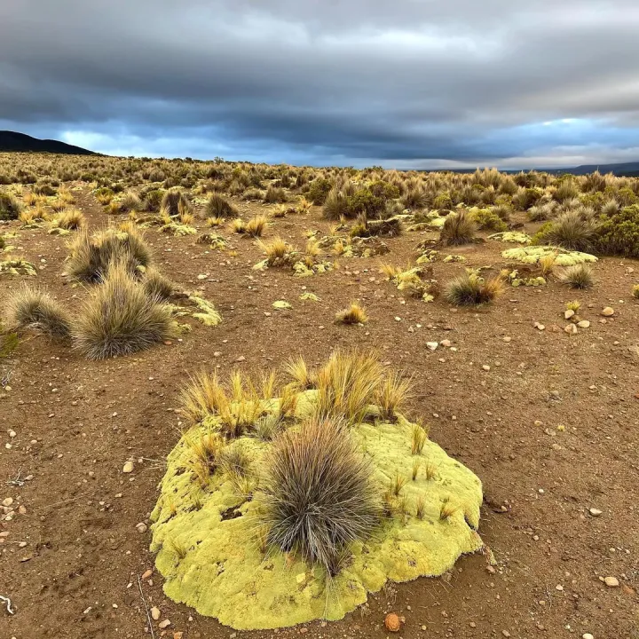 Yareta plants (Azorella compacta) forming dense green cushions along high-altitude wetlands, with streams and snow-capped Andean peaks in the background in southern Peru