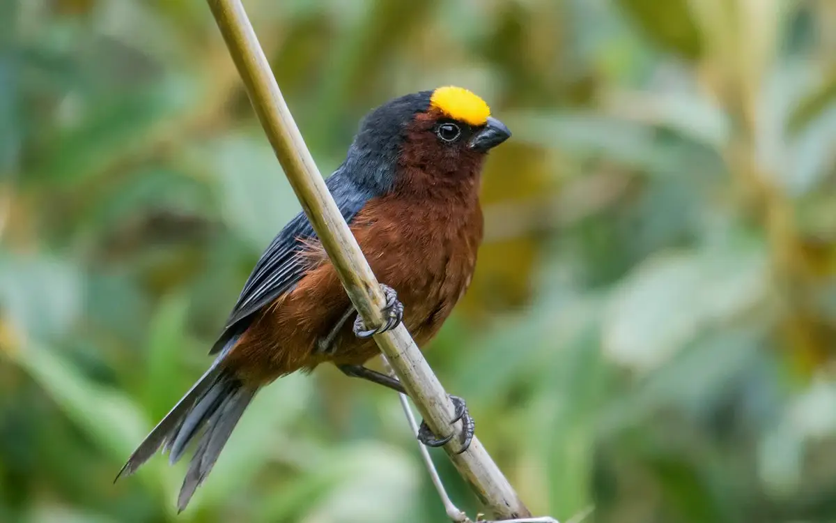 Plushcap (Catamblyrhynchus diadema) Observación de aves en Abra Málaga - Inkayni Peru Tours