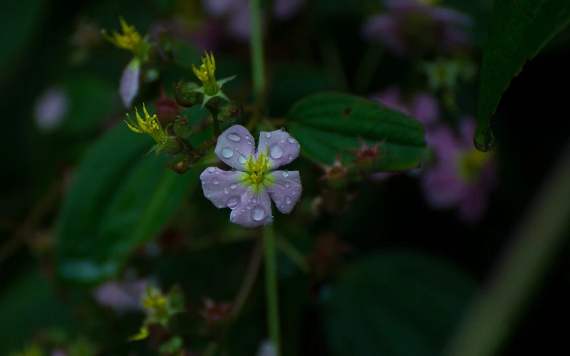 Flor morada en la Amazonía peruana