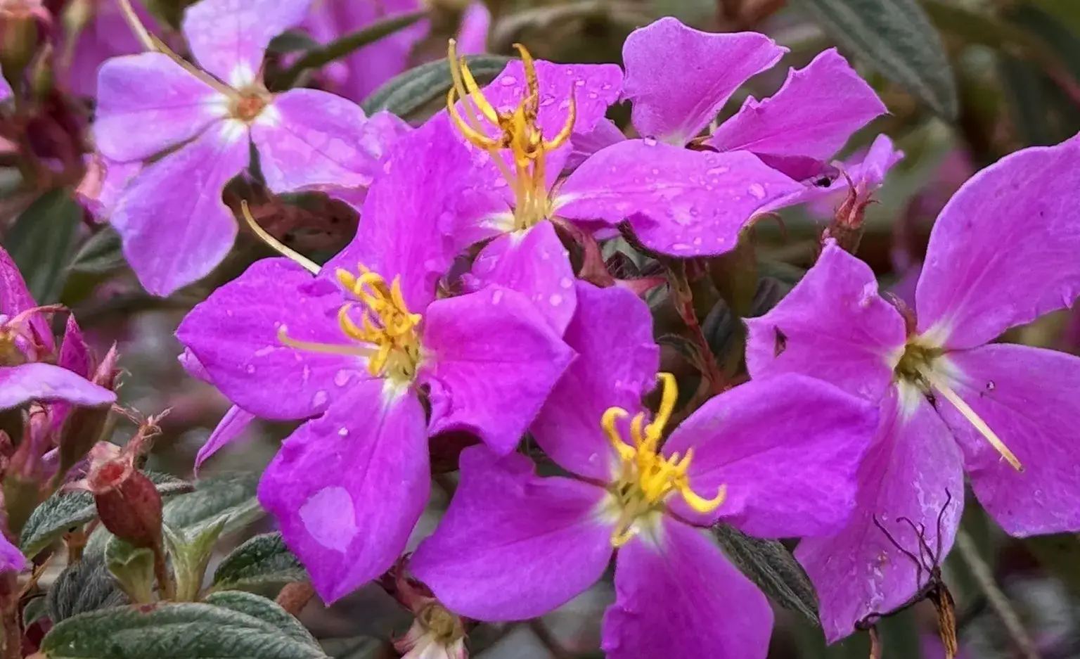 Purple flowers on the Inca Trail route