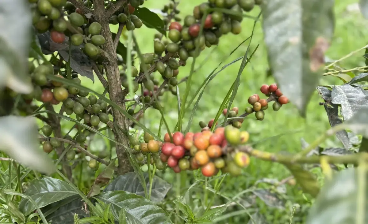 Red and green fruits on a tree along the route to Choquequirao showing the productive valleys near the site