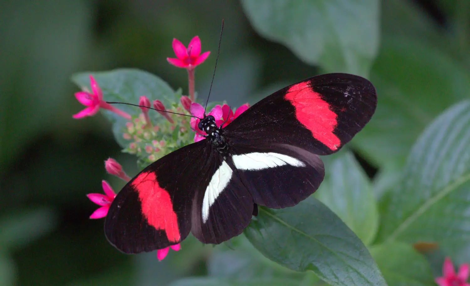Red and black butterfly resting on a green leaf in a humid forest