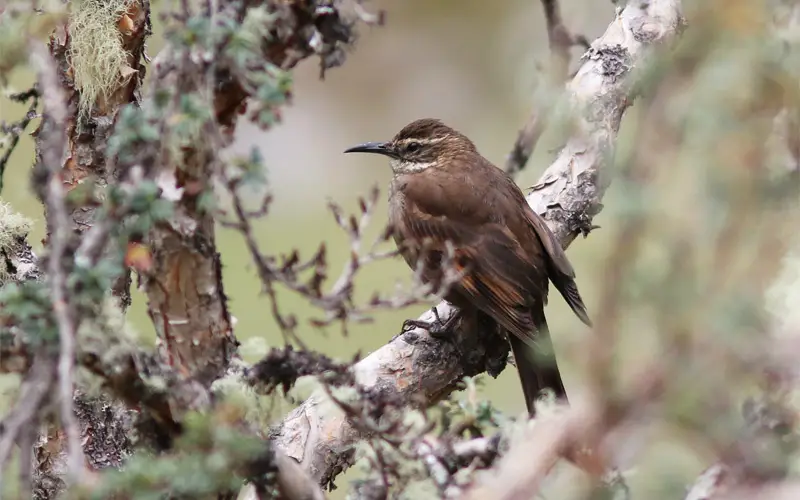 Royal Cinclodes (Cinclodes aricomae) Observación de aves en Abra Málaga