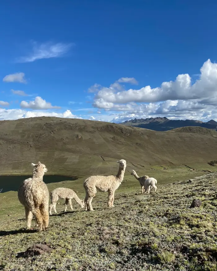 Sheep grazing near the community of Paru Paru