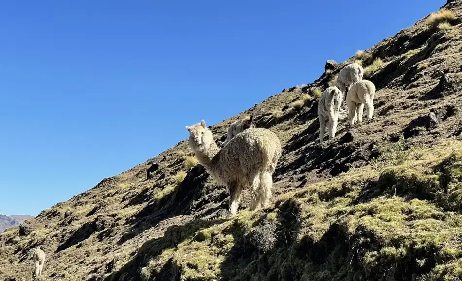 Sheep in the mountains near Pisac lakes.