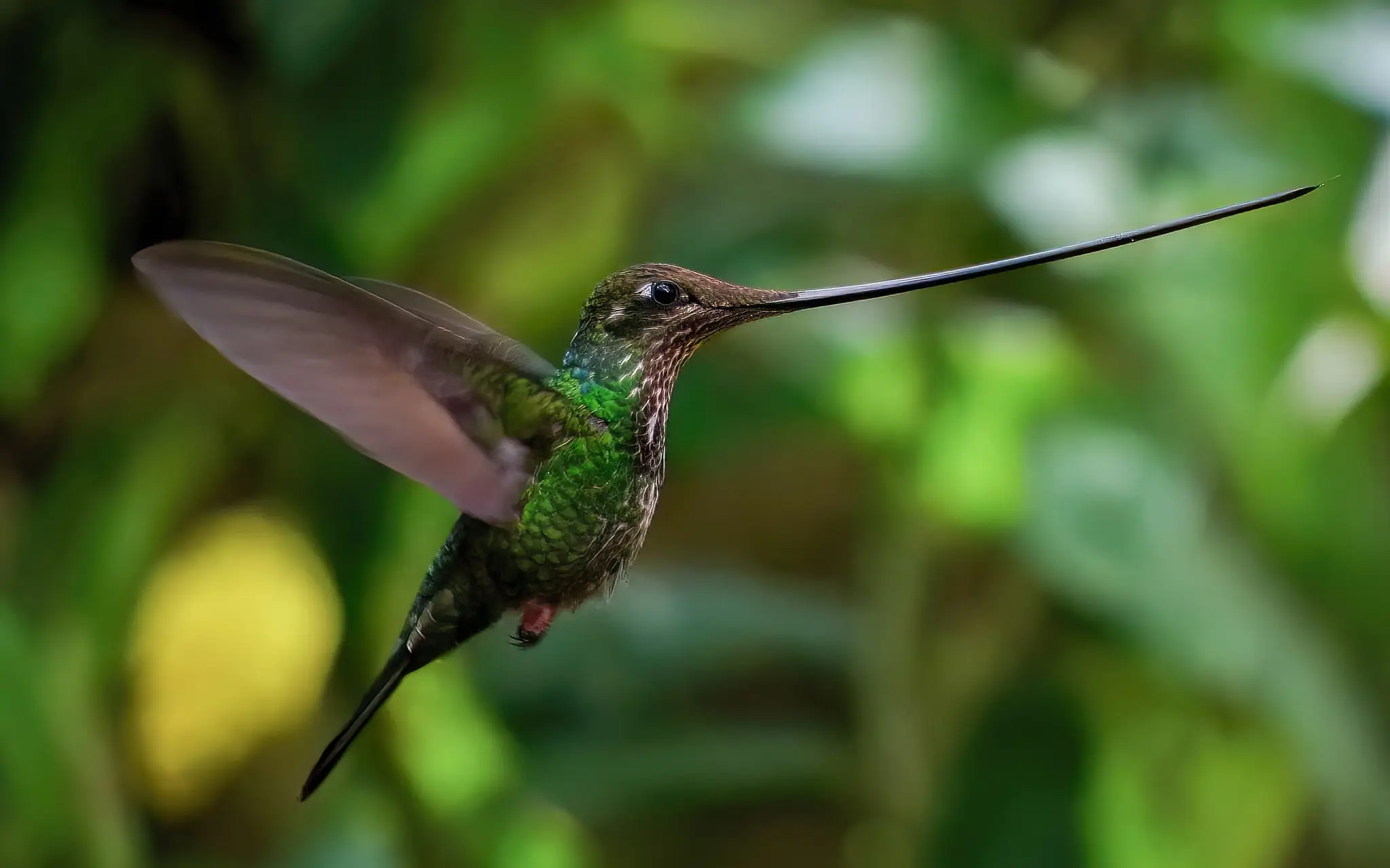 Sword-billed Hummingbird (Ensifera ensifera) Observación de aves en Abra Málaga - Inkayni Peru Tours (1)