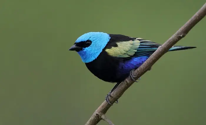Colorful tanager perched on a branch in a humid forest