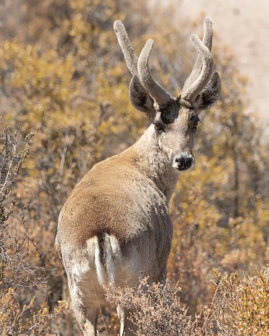 Andean deer among dry shrubs in a high-altitude mountain environment, typical fauna of the remote Andean regions of Peru